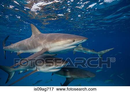 Reef sharks at the surface. View Large Photo Image Stock Photo - Reef sharks at the surface.. Fotosearch