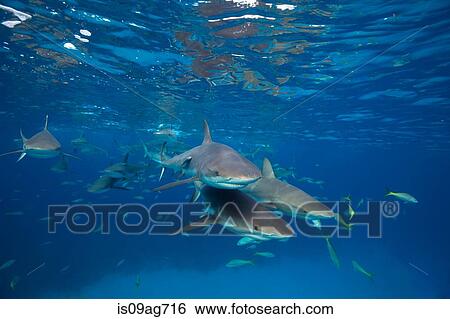 Reef sharks at the surface. View Large Photo Image Stock Photograph - Reef sharks at the surface.. Fotosearch