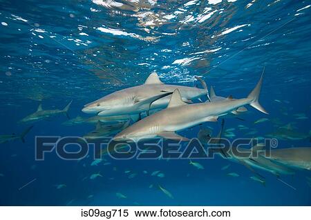 Stock Photography - Reef sharks at the surface.. Fotosearch
