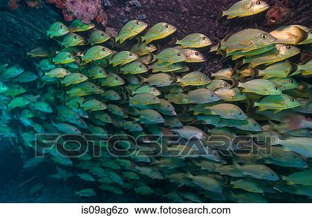 Schooling fish on Coral reef. View Large Photo Image Picture - Schooling fish on Coral reef.. Fotosearch