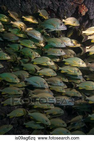 Schooling fish on Coral reef. View Large Photo Image Stock Photography - Schooling fish on Coral reef.. Fotosearch