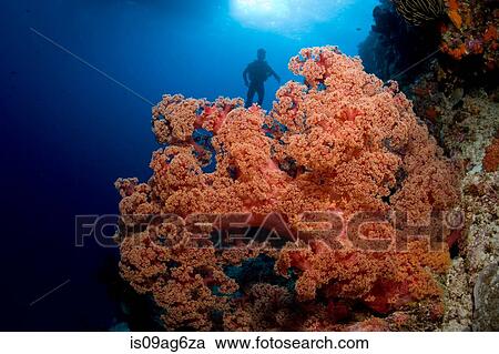 Scuba diver and soft coral. View Large Photo Image Stock Image - Scuba diver and soft coral.. Fotosearch