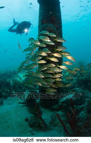 Scuba diver at Salt Pier. View Large Photo Image Stock Photo - Scuba diver at Salt Pier.. Fotosearch