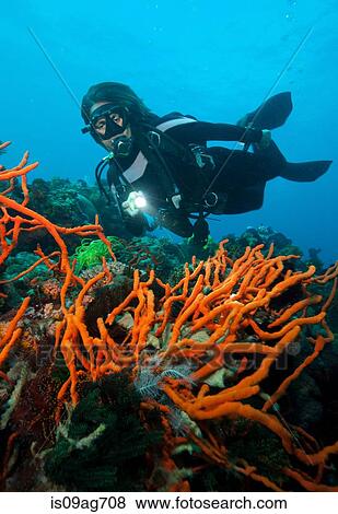 Scuba diver on coral reef. View Large Photo Image Stock Photo - Scuba diver on coral reef.. Fotosearch
