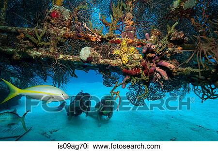 Scuba divers on shipwreck. View Large Photo Image Stock Image - Scuba divers on shipwreck.. Fotosearch