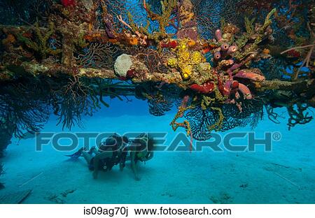 Scuba divers on shipwreck. View Large Photo Image Stock Image - Scuba divers on shipwreck.. Fotosearch