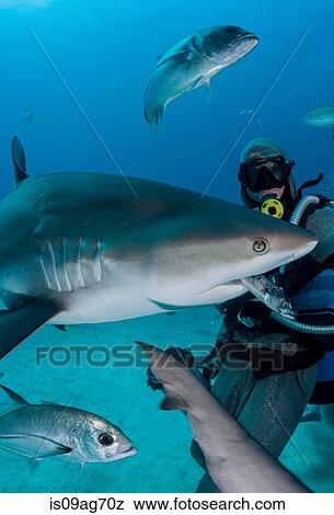 Shark feeder feeds shark. View Large Photo Image Stock Photo - Shark feeder feeds shark.. Fotosearch