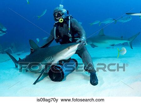 Stock Photo - Shark feeder with shark.. Fotosearch
