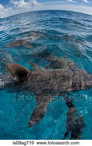 Sharks just under the surface. View Large Photo Image Stock Photo - Sharks just under the surface.. Fotosearch