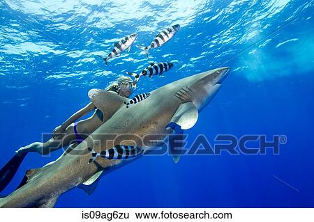 Snorkeler and Oceanic whitetip. View Large Photo Image Stock Photograph - Snorkeler and Oceanic whitetip.. Fotosearch