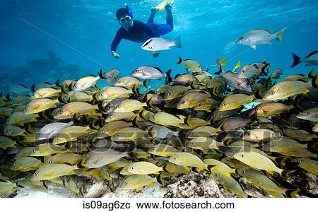 Snorkeler and schooling fish. View Large Photo Image Stock Image - Snorkeler and schooling fish.. Fotosearch