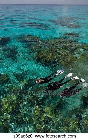 Stock Image - Snorkelers above a coral reef.. Fotosearch