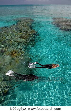 Snorkelers above a coral reef. View Large Photo Image Stock Photo - Snorkelers above a coral reef.. Fotosearch