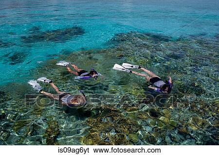 Snorkelers above a coral reef. View Large Photo Image Stock Photograph - Snorkelers above a coral reef.. Fotosearch