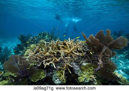 Snorkelers on a coral reef. View Large Photo Image Stock Image - Snorkelers on a coral reef.. Fotosearch
