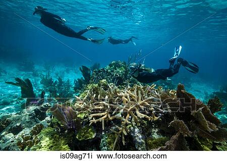 Snorkelers on a coral reef. View Large Photo Image Stock Image - Snorkelers on a coral reef.. Fotosearch