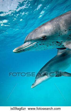 Sociable Spotted dolphin. View Large Photo Image Stock Photography - Sociable Spotted dolphin.. Fotosearch