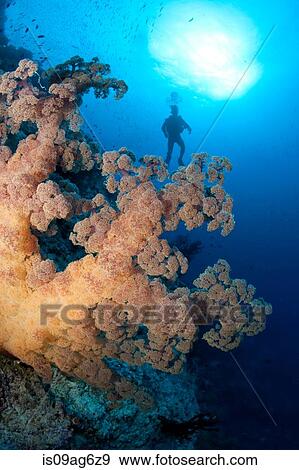 Soft coral and diver silhouette. View Large Photo Image Stock Photo - Soft coral and diver silhouette.. Fotosearch