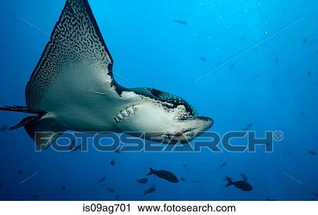 Spotted eagle ray in flight. View Large Photo Image Stock Image - Spotted eagle ray in flight.. Fotosearch