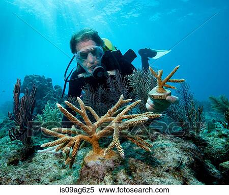 Stock Photography - Transplanting corals.. Fotosearch