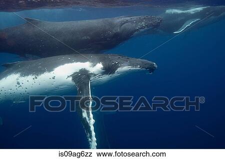 Underwater view Humpback whales. View Large Photo Image Stock Photo - Underwater view Humpback whales.. Fotosearch