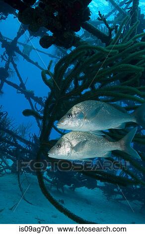 White grunt on shipwreck. View Large Photo Image Picture - White grunt on shipwreck.. Fotosearch