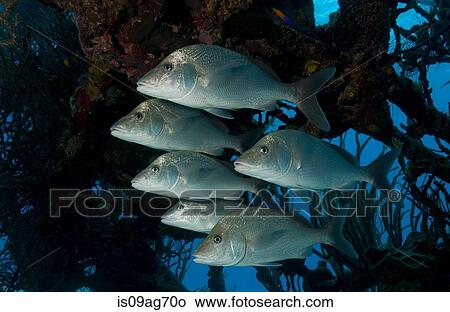 Picture - White grunts on shipwreck.. Fotosearch