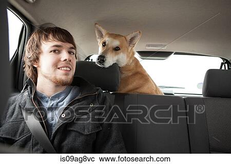Young man and his cross bred alsatian dog in car back seat View Large Photo Image Stock Image - Young man and his cross bred alsatian dog in car back seat. Fotosearch