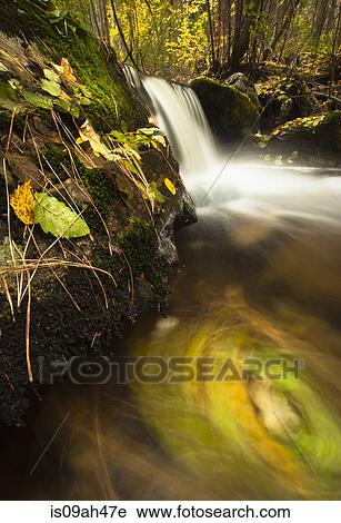 Birch and alder leaves swirling in river, Okanagan Valley, Naramata, British Columbia, Canada View Large Photo Image Stock Image - Birch and alder leaves swirling in river, Okanagan Valley, Naramata, British Columbia, Canada. Fotosearch