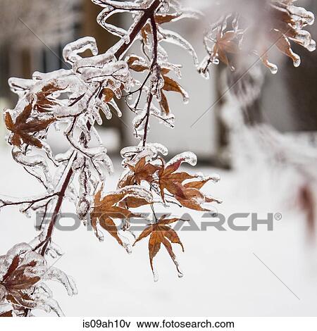 Frozen maple leaves after ice storm View Large Photo Image Stock Photo - Frozen maple leaves after ice storm. Fotosearch