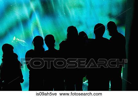 Group of silhouetted people watching fish through aquarium glass at the Montreal Biodome, Montreal, Quebec, Canada View Large Photo Image Stock Image - Group of silhouetted people watching fish through aquarium glass at the Montreal Biodome, Montreal, Quebec, Canada. Fotosearch