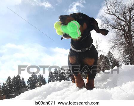 Low angle view of dachshund with a toy bone in snow View Large Photo Image Stock Image - Low angle view of dachshund with a toy bone in snow. Fotosearch
