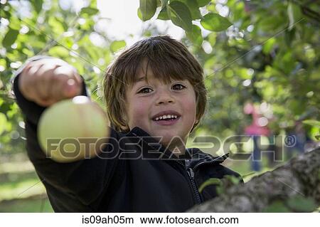 Picture - Portrait of a boy holding up freshly picked apple. Fotosearch