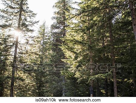 Squamish, British Columbia, Canada View Large Photo Image Stock Image - Squamish, British Columbia, Canada. Fotosearch