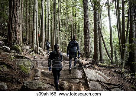 Three young female hikers in forest, Squamish, British Columbia, Canada View Large Photo Image Stock Photograph - Three young female hikers in forest, Squamish, British Columbia, Canada. Fotosearch