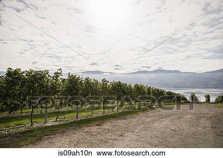 Picture - Vineyards, Vancouver, British Columbia, Canada. Fotosearch