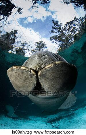 Stock Image - A shy Manatee.. Fotosearch
