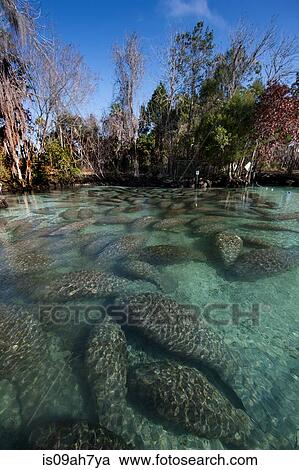 Aggregation of Florida Manatees. View Large Photo Image Stock Image - Aggregation of Florida Manatees.. Fotosearch