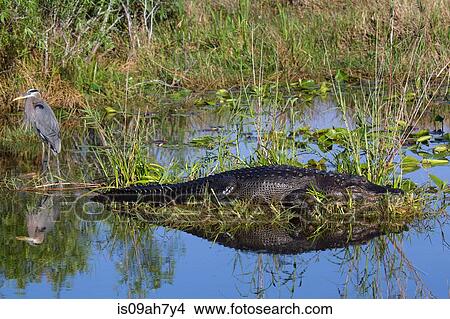 Alligator and Blue Heron. View Large Photo Image Picture - Alligator and Blue Heron.. Fotosearch