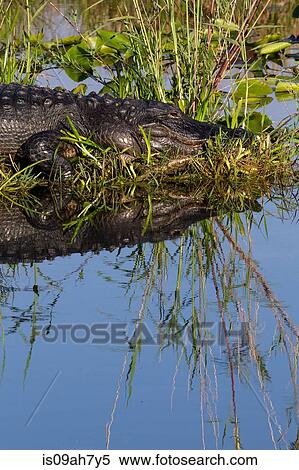 Stock Photography - American alligator at rest.. Fotosearch