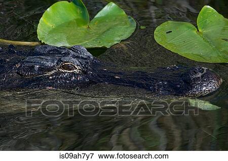 Stock Photo - American alligator.. Fotosearch