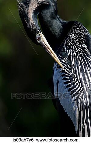 Anhinga preening. View Large Photo Image Stock Photograph - Anhinga preening.. Fotosearch