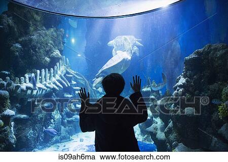 Boy admiring sea life in aquarium View Large Photo Image Stock Image - Boy admiring sea life in aquarium. Fotosearch