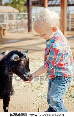 Stock Photo - Boy feeding goat. Fotosearch