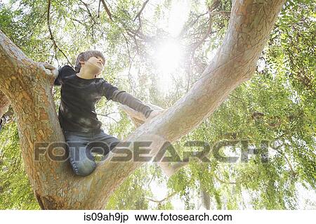 Boy hiding in sunlit tree gazing into distance View Large Photo Image Stock Photography - Boy hiding in sunlit tree gazing into distance. Fotosearch