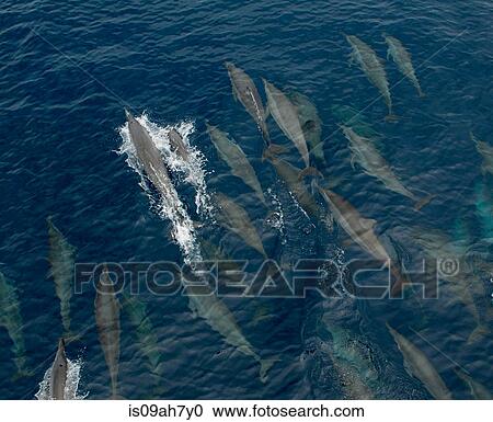 Common dolphins at surface. View Large Photo Image Stock Image - Common dolphins at surface.. Fotosearch
