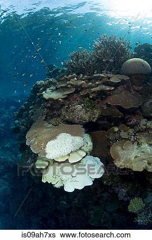 Coral bleaching. View Large Photo Image Stock Photograph - Coral bleaching.. Fotosearch