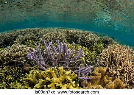 Coral reef scene, hard corals. View Large Photo Image Stock Photo - Coral reef scene, hard corals.. Fotosearch