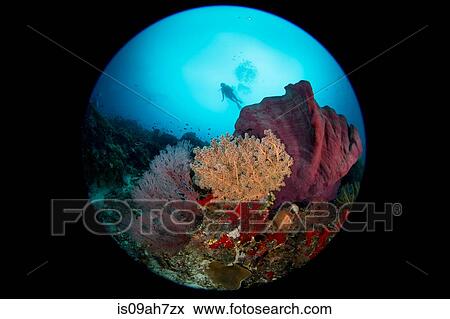 Stock Photo - Coral reef scene with dive.. Fotosearch