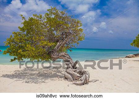Crooked tree on Palm Beach, Aruba, Lesser Antilles, Caribbean View Large Photo Image Stock Image - Crooked tree on Palm Beach, Aruba, Lesser Antilles, Caribbean. Fotosearch